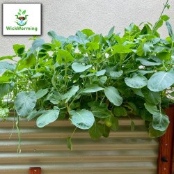 WickWorming® - $20 OFF + FREE Com-Pot – up to 14% SAVING!